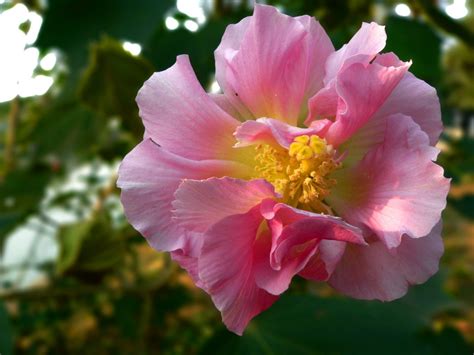 芙蓉用途|芙蓉花的功效与作用